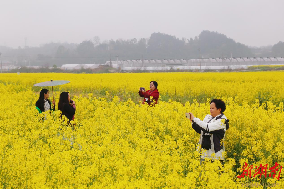 江南油菜花节图片