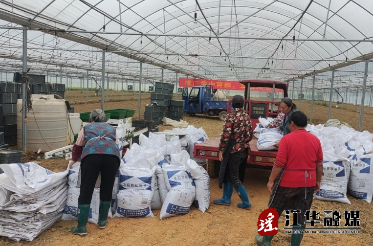 江华沱江镇：早稻生产进行时