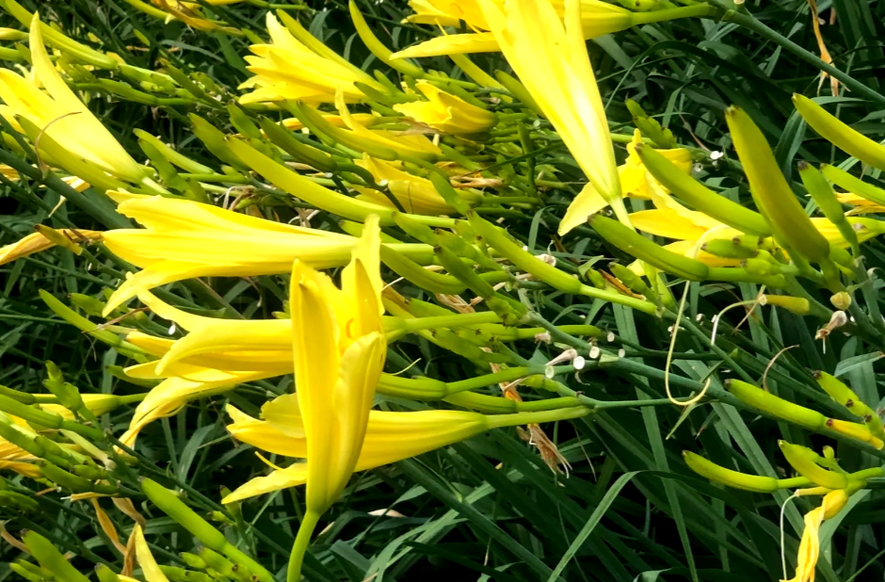 春季吃这7类蔬菜前必须焯水!别吃错了