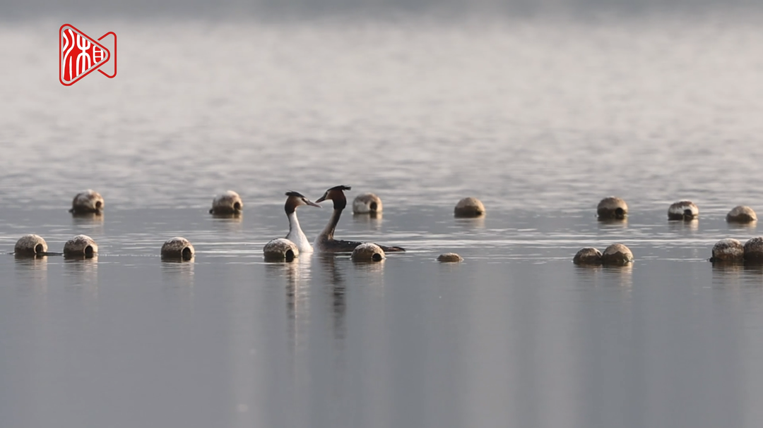 好浪漫！凤头䴙䴘求偶跳起“甩头舞”