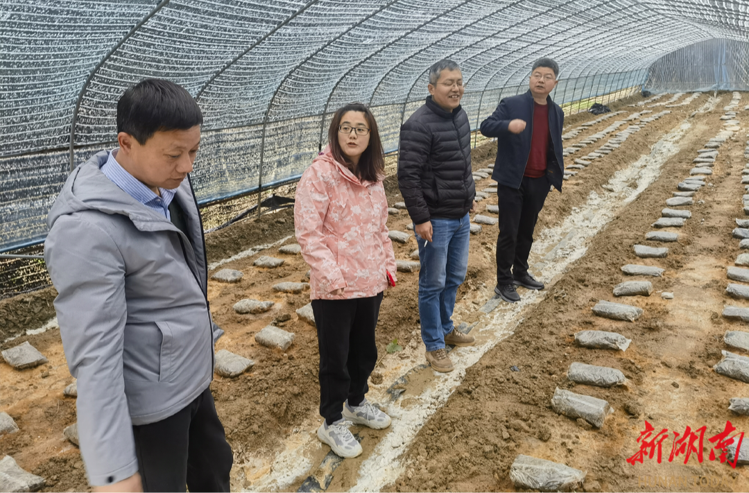 湖南省农科院专家团助力城步罗家水村农业产业升级
