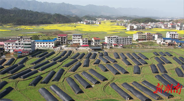 洞口县山阳村褐色小伞撑起春日丰收景