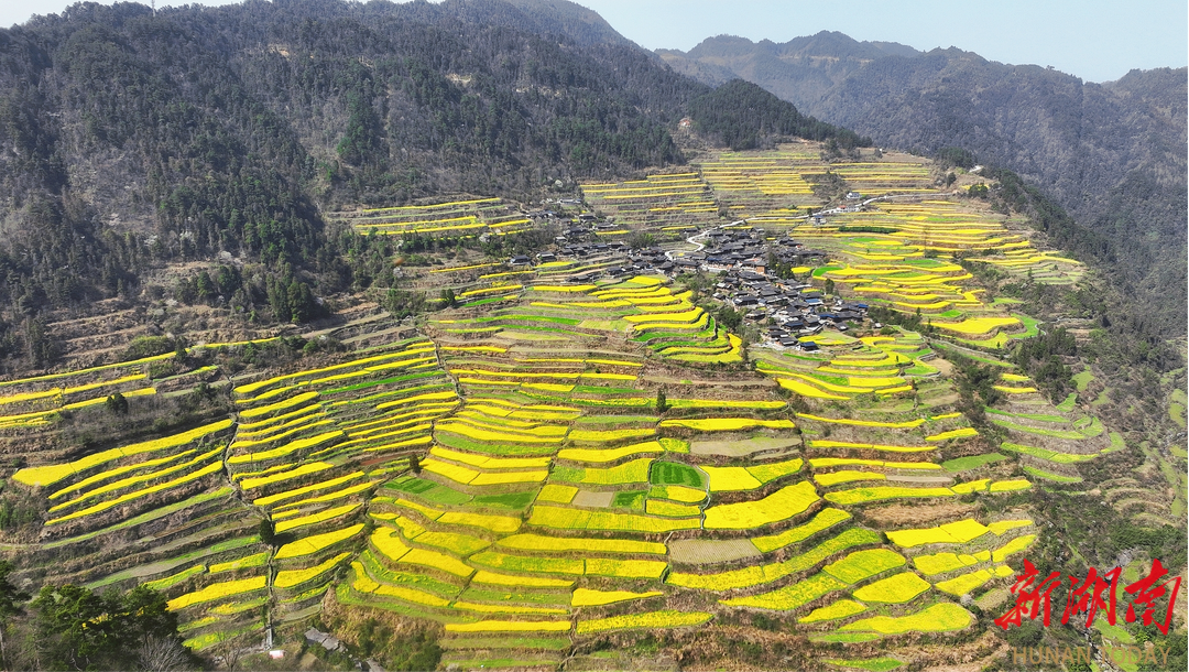 古丈梯田花海引客来湖南日报
