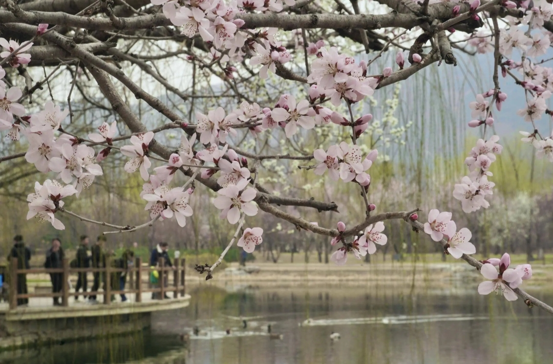 国家植物园桃花观赏季暨世界名花展周末开幕，持续至5月