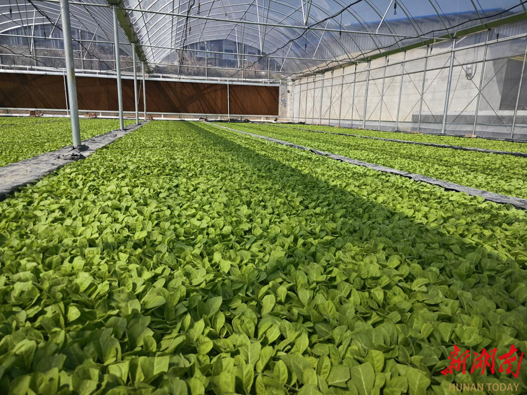 新宁县花田村花香满枝头田间春潮涌