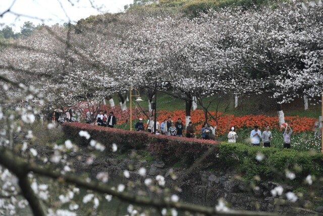 省植物园樱花进入最佳观赏期