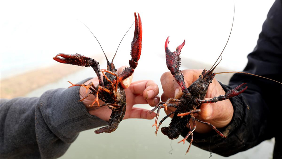 “夜宵顶流”上市，价格便宜了！摊主：预计4月中旬左右最低