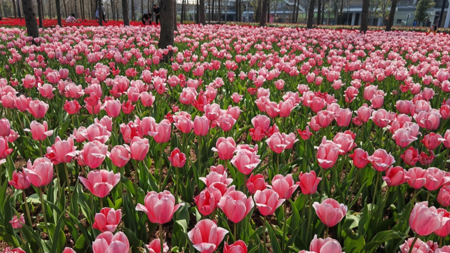 去天水吃麻辣烫？去武大看樱花？清明小长假“请3休8”可以两个都要