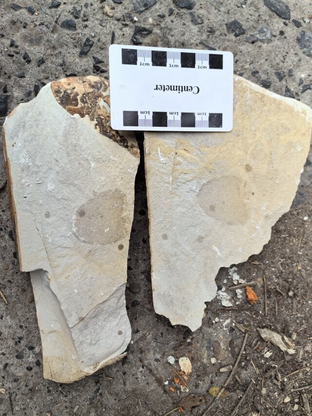 距今5.4亿年 桃源发现一枚完整的海绵化石
