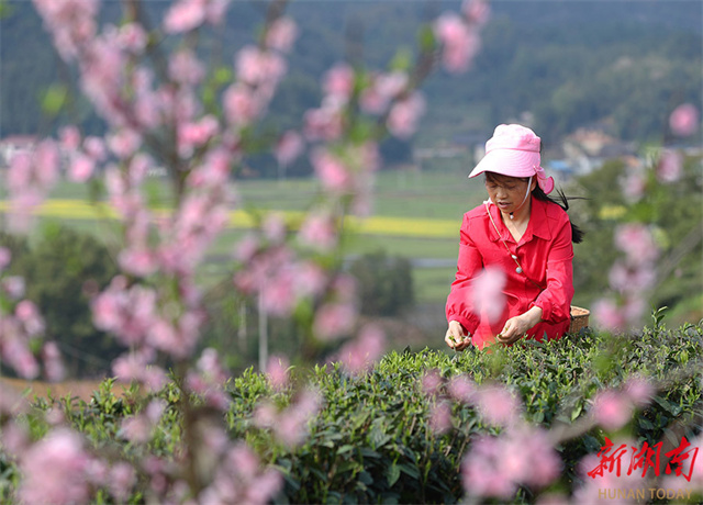 Spring Tea Enters Harvest Season in Hunan