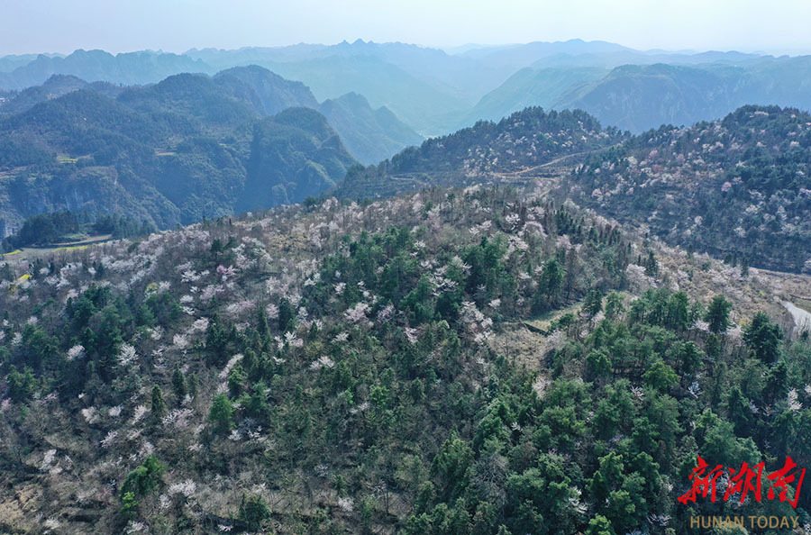 3月23日,吉首市矮寨镇,随着气温回升,漫山遍野的高山野樱花次第盛开
