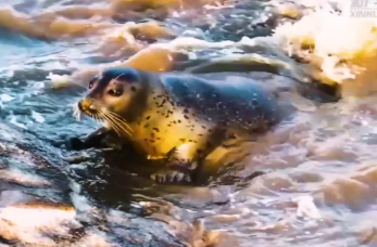 “旅居”辽东湾的斑海豹数量连续三年增长