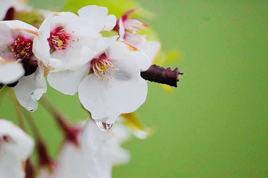 春天来了，你知道哪些关于春天的成语吗 The whisper of spring: Chinese idioms to help your vocabulary bloom