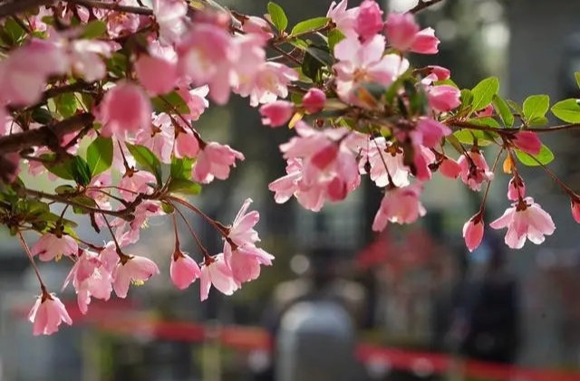 陶然亭公园海棠春花文化节周六开幕，首次可以夜赏繁花