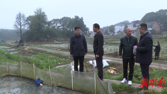 祁阳市：昔日牛蛙养殖地 今成种粮“抢手田”