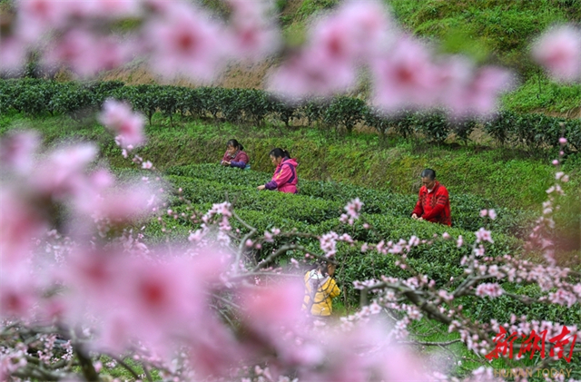 Early Spring Tea Enters Harvest Season in Zixing