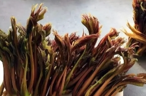 食用香椿会致癌？药物不能逆转近视！