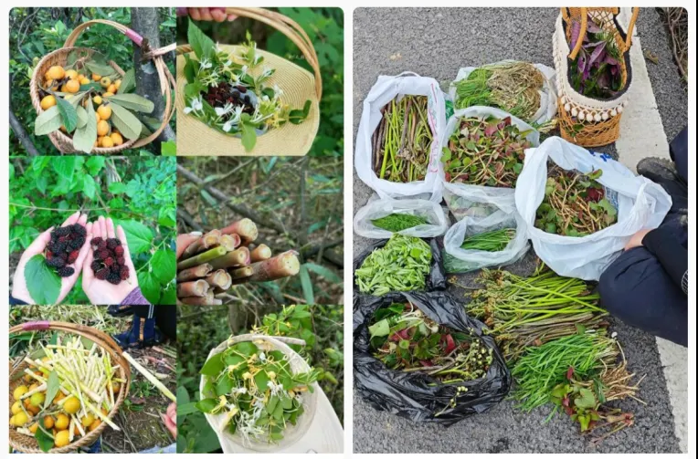 女子连吃一周，呕血晕厥！最近多人吃伤