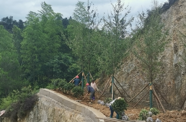 绥宁县林业局咬定青山不放松，铺好绿色发展底色