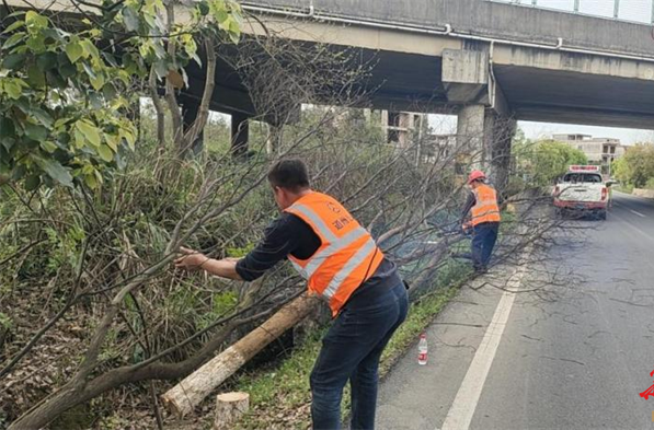 道县公路部门：清理公路沿线枯树消除安全隐患