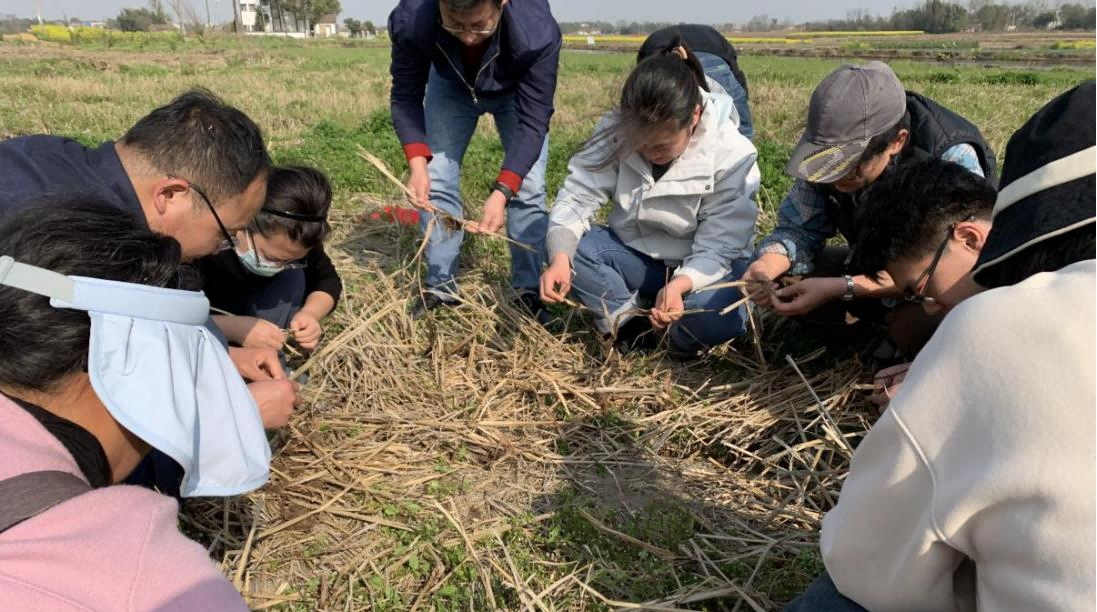 全国农技中心组团赴湖南省开展农作物病虫害联合调查