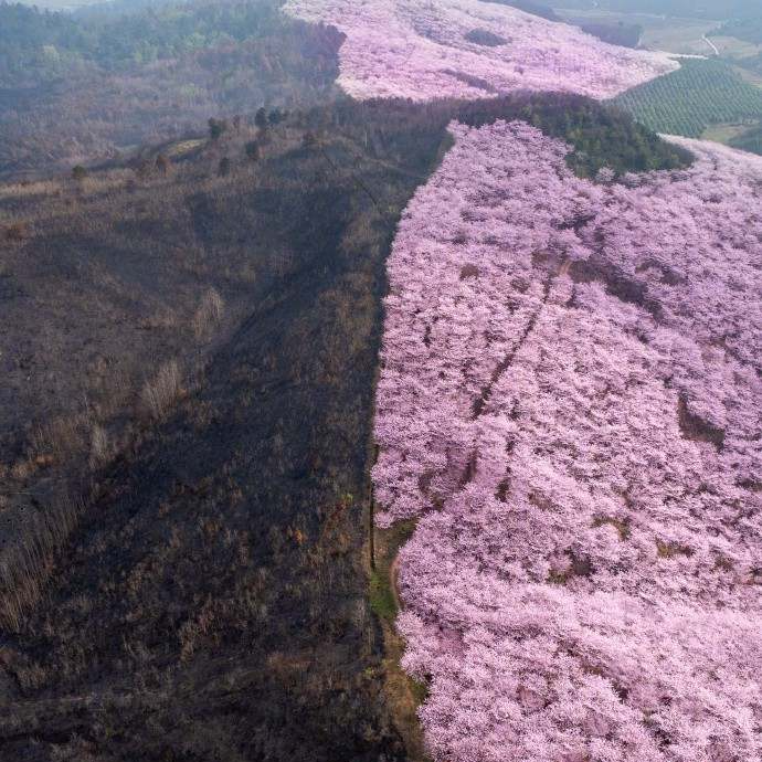 山火烧过的土地正在被春天治愈