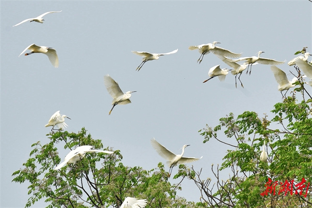 Jiahe County Provides Favorable Habitat for Egrets