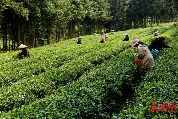 Pre-Qingming Tea Harvest in Full Swing