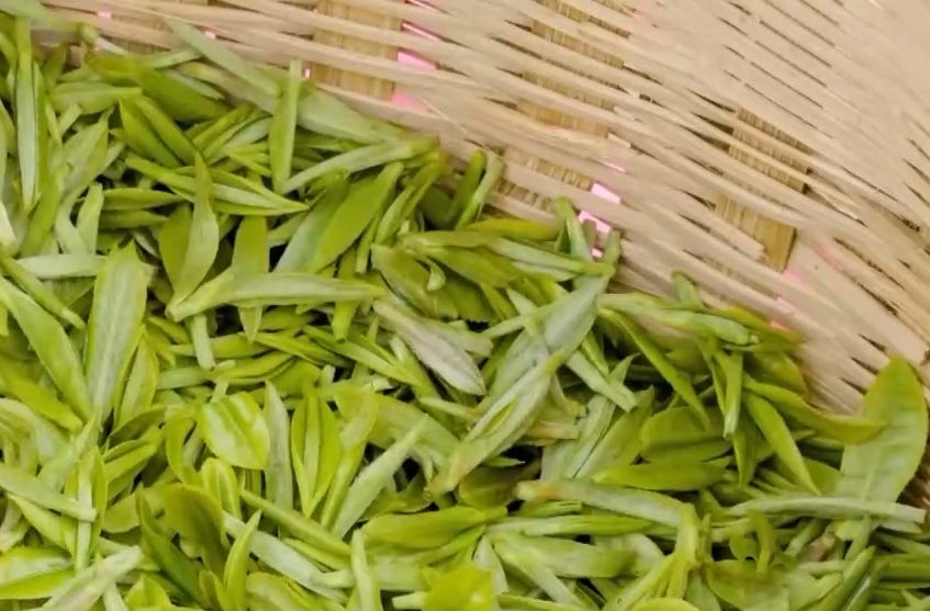 绿茶生产交易进入高峰期 “明前茶”集中上市 有何特点？