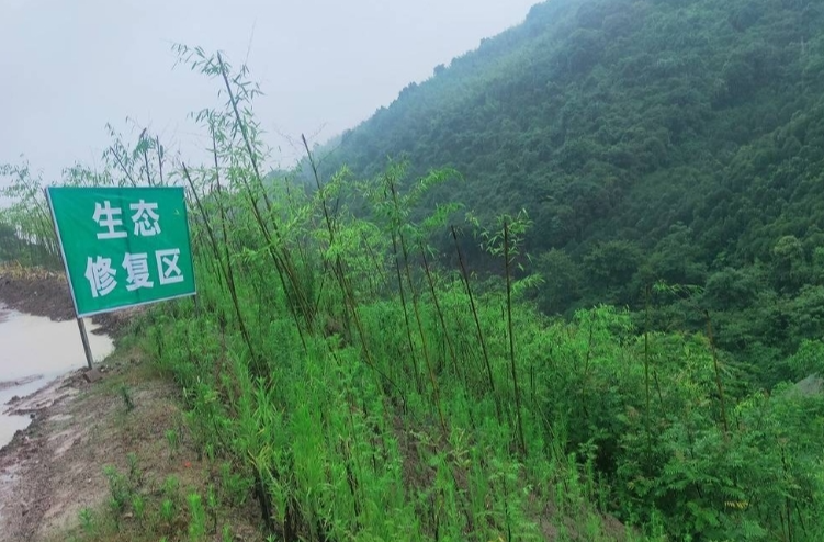 武冈遭到生态破坏的山坡快速复绿