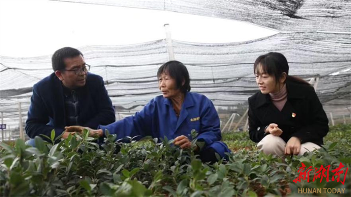 道县多举措强化油茶栽培管理