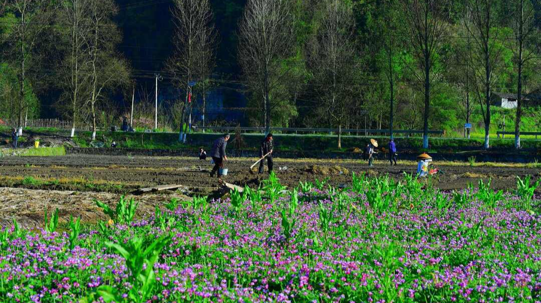 图集 | 中方县新建镇：在春天，洒下播种“丰收”的汗水