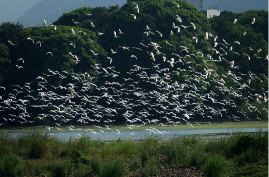 湖南省2024年“爱鸟周”活动启动，全省记录鸟类523种