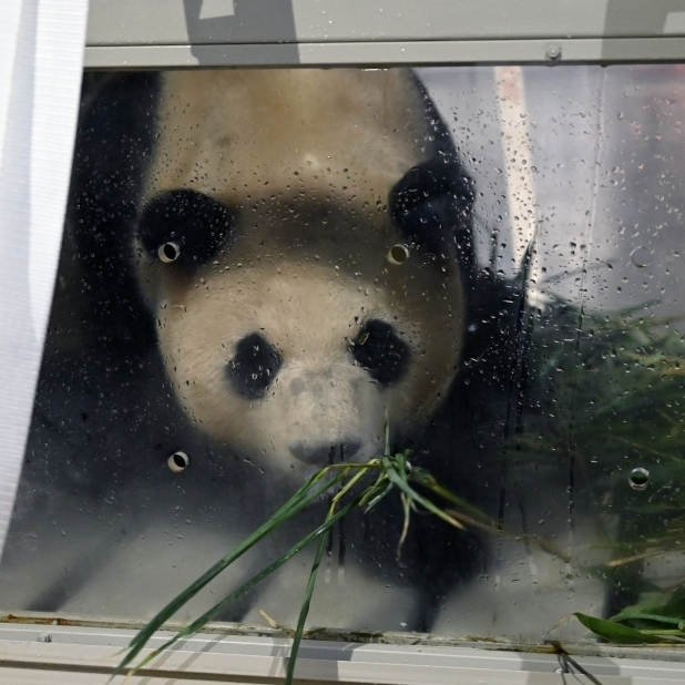旅韩大熊猫“福宝”顺利抵达成都