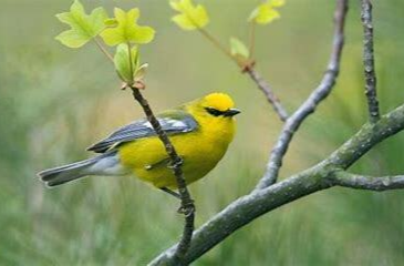 “万种鸟类基因组计划”更新鸟类系统发育树