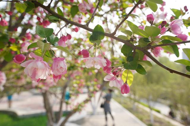 元大都公园再现“海棠花溪”，28个品种海棠竞相开放