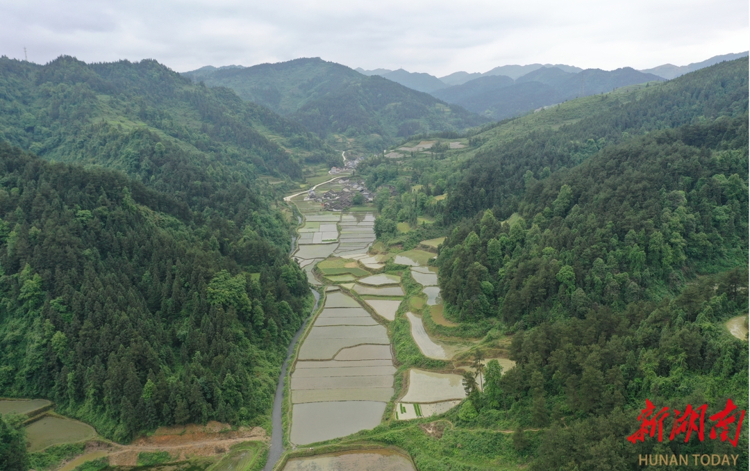 花垣县石栏镇子腊村为全村226户农户免费发放1000余斤