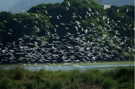 湖南省2024年“爱鸟周”活动启动，全省记录鸟类523种