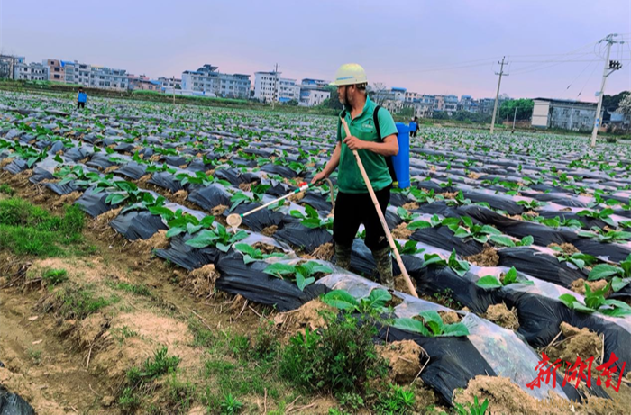 道县：农技助力烟草种植 乡村振兴“黄金叶”再添新绿