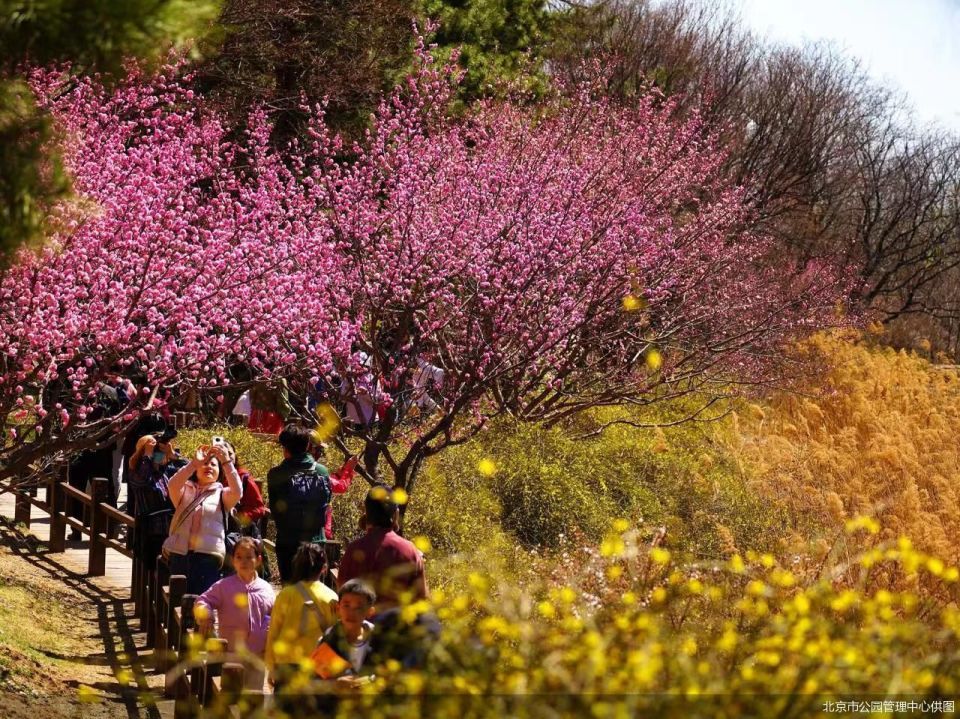 清明假期北京市属公园推出35处赏花踏青场所
