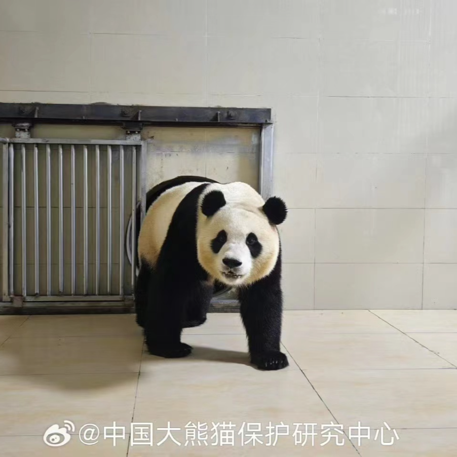大熊猫“福宝”已顺利到家！状态良好