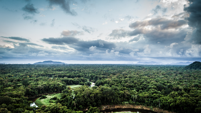 世界资源研究所：去年全球约370万公顷热带雨林遭破坏