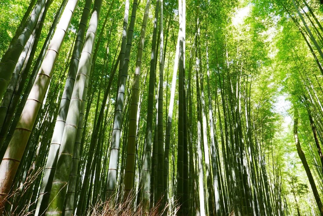 春笋能“鲜掉舌头”，但4类人最好别吃!
