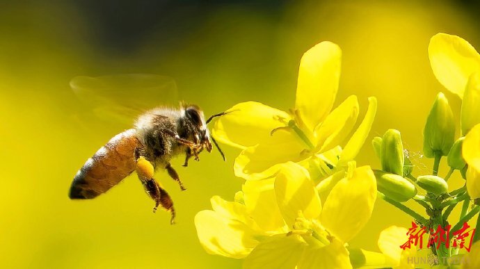 新研究预测气候变化可能导致蜜蜂数量下降