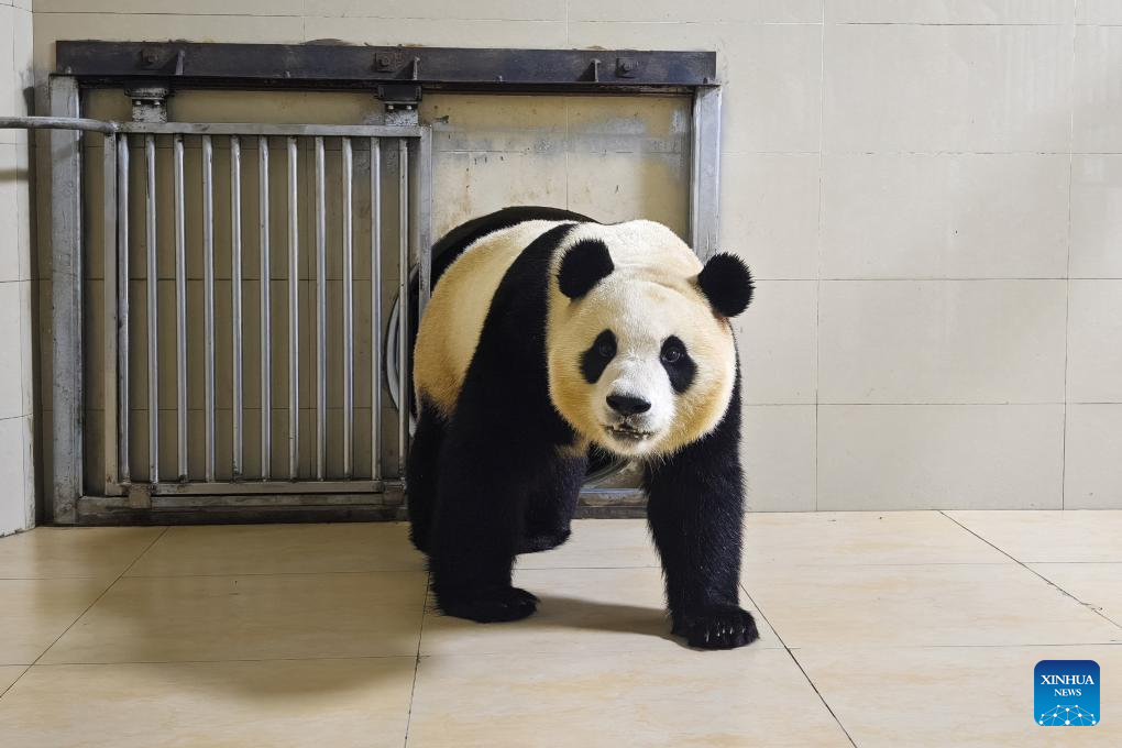 giant panda香烟图片