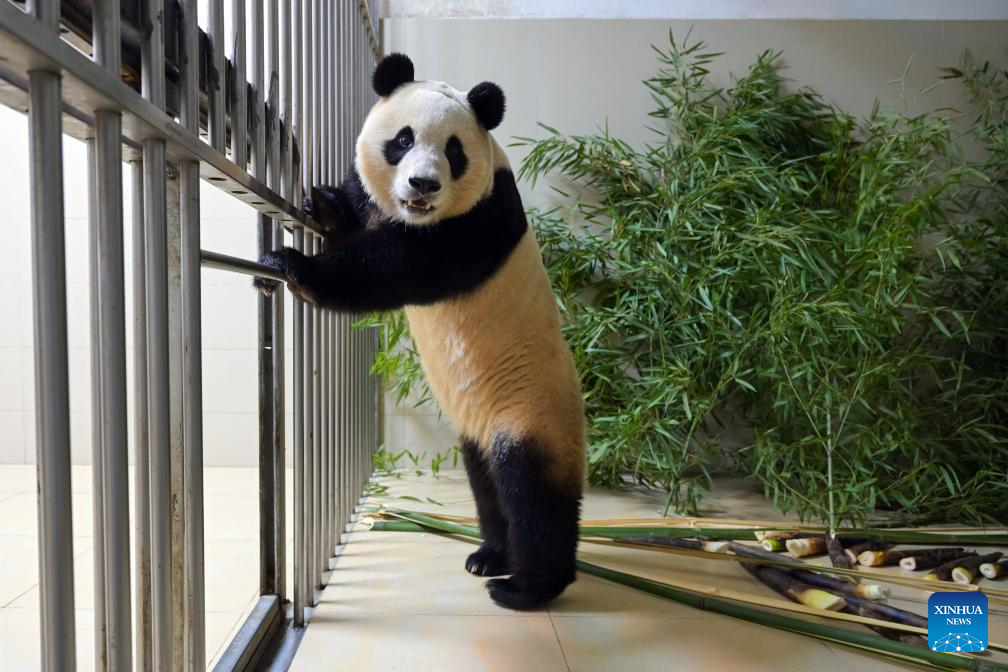 giant panda香烟图片