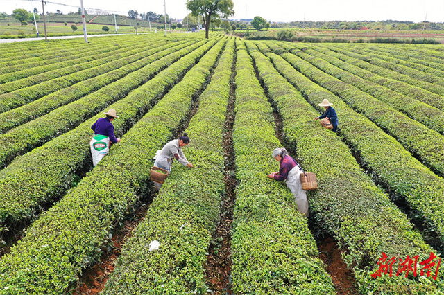 Villagers Busy Harvesting Tea Leaves in Liuyang