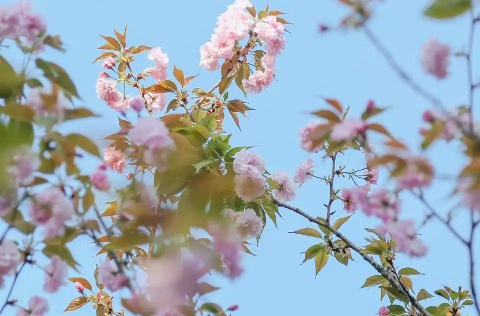 “赏花经济”热度持续攀升 清明假期踏青赏花游热度同比增长超7倍