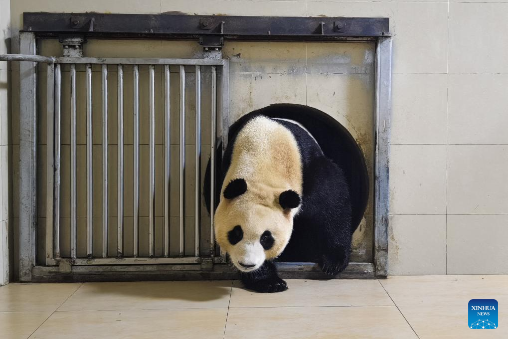 giant panda香烟图片