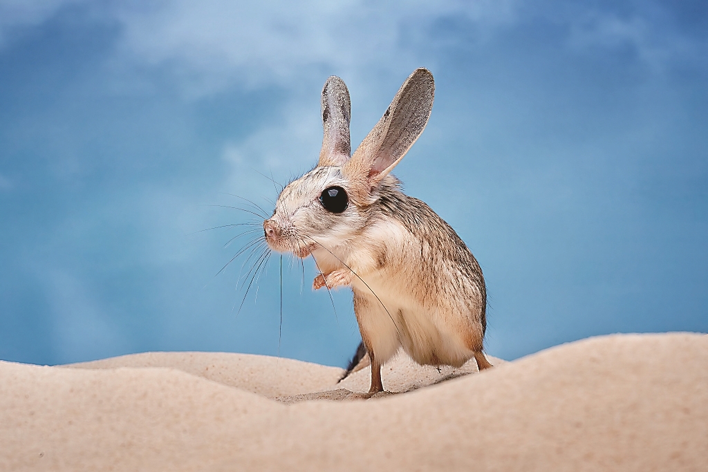 现实中的“沙漠鼠”能用耳朵喝水？
